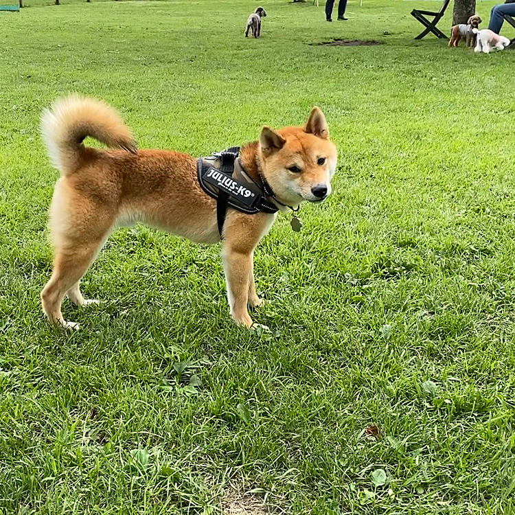 ドッグランにも行きました♪♪
大きなお友達や小さなお友達と走って楽しそうでした*\(^o^)/*