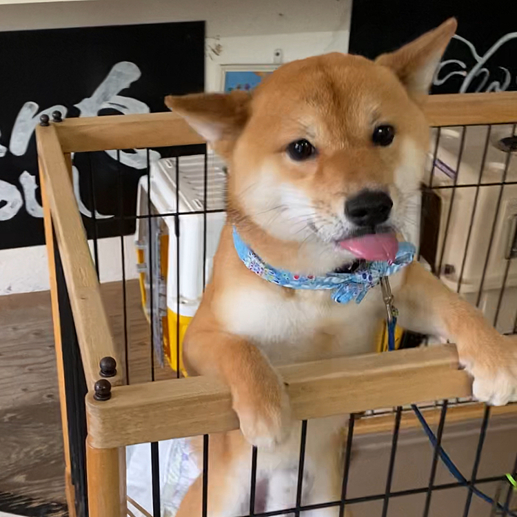 2021.08.13
今日は月1シャンプー🧴の日でした
今回は次のわんこ🐶がシャンプー🧴しているのを脱走せずに待っていたようです☺️