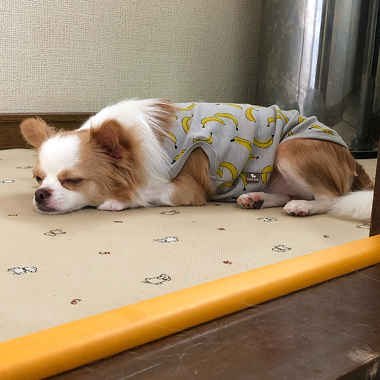 小春はリビングで一通り遊んで
ご飯を食べたらネムネム💤