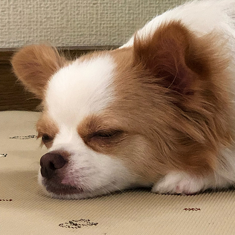 小春よ、なぜ廊下で寝る❓🤣