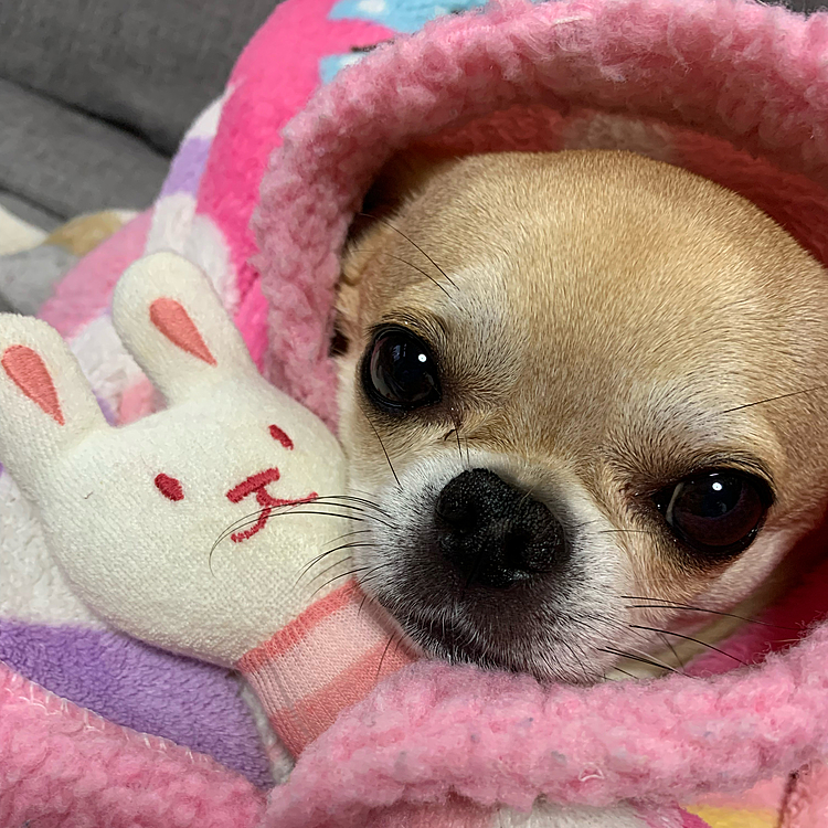 今日のリボンちゃん❤️