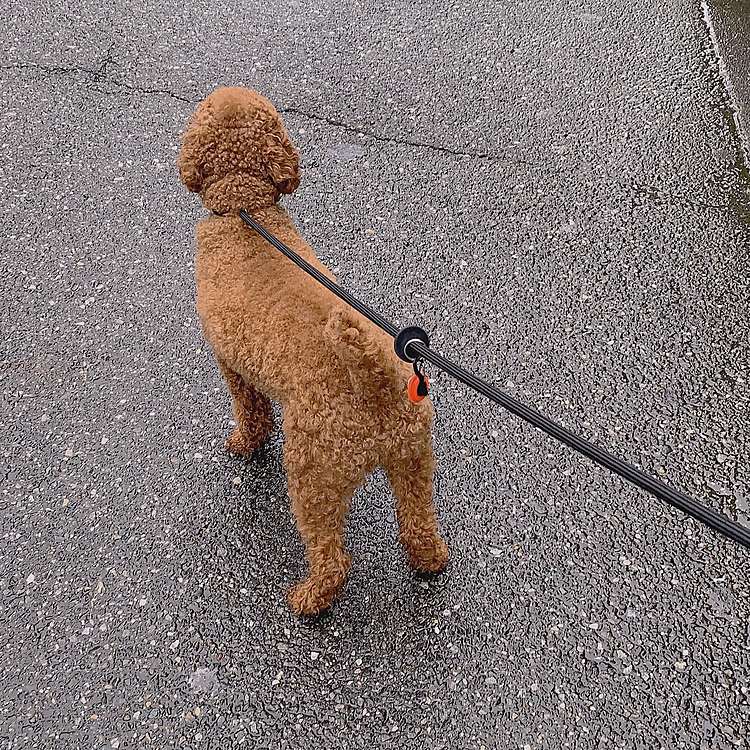 雨止んだかな？と思ったけどまた降ってきて
アンヨがびたびたです💦