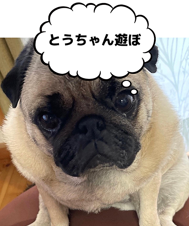 とうちゃん夏休み最終日🌻
朝から雨☔️ お散歩も行けません🥲