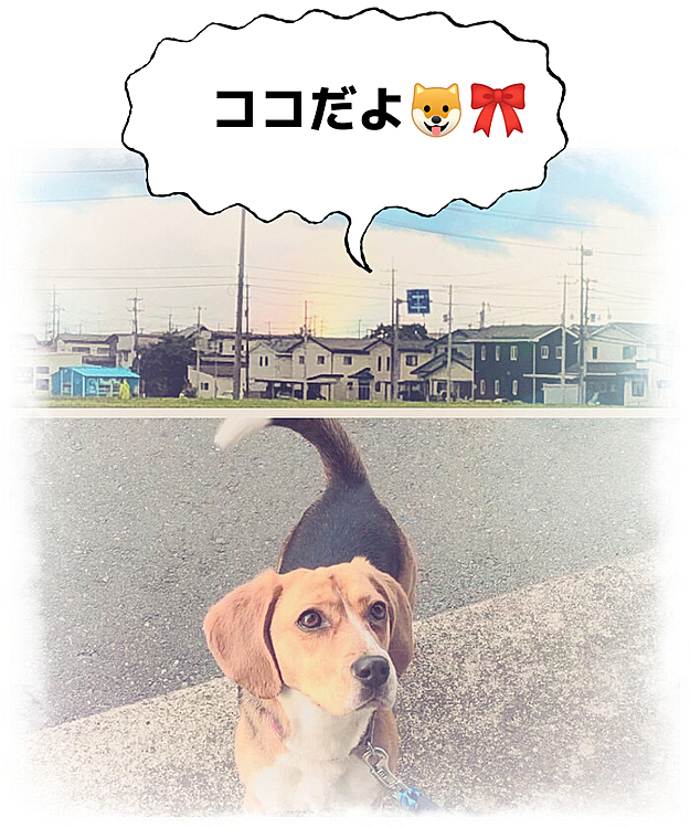 ココもお盆で帰って来たよ🐶🎀❤️
この前お散歩で外に出たら少しだけ🌈が出てた❣️(ココの月命日の日の朝)