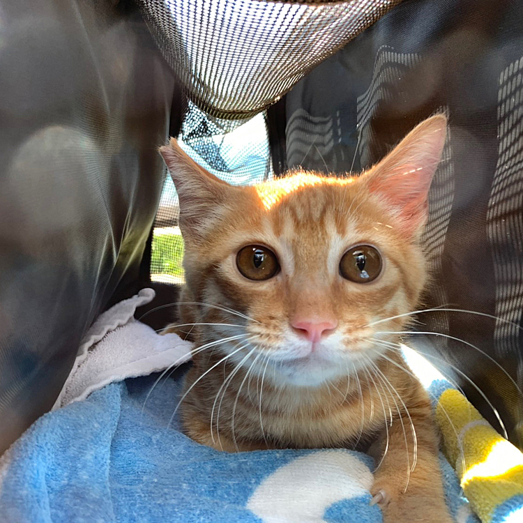 新しい飼い主さん家族に迎えて頂きました🥲少しの間、うちの子になってくれて、思い出いっぱいありがとう😊♪