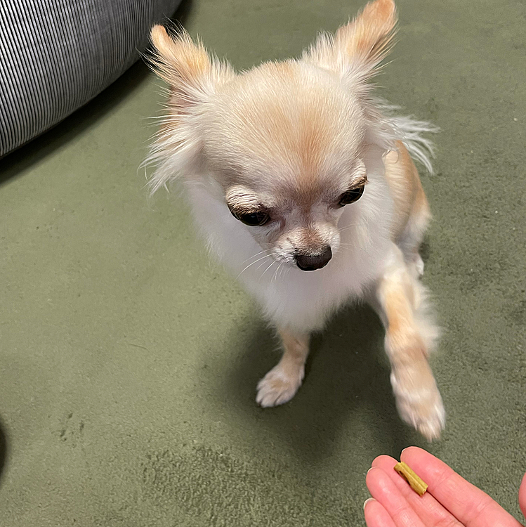 プレッツェルを小さく折って食べているのでちょうだいをしてます😊