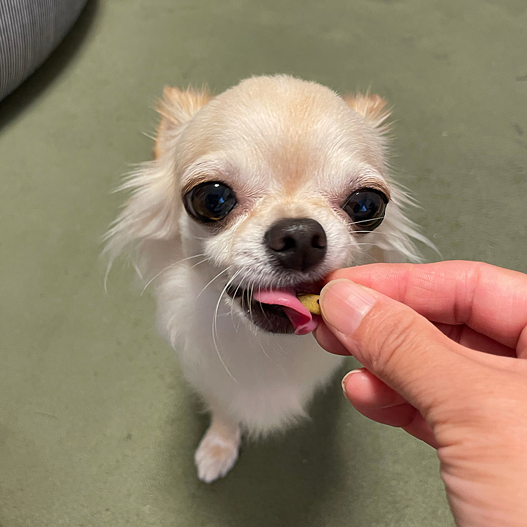 プレッツェルをもらえて美味しそうに食べていました😊