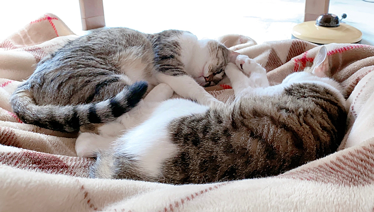 ここ数日ひんやりするこら、このブランケット大人気🥰