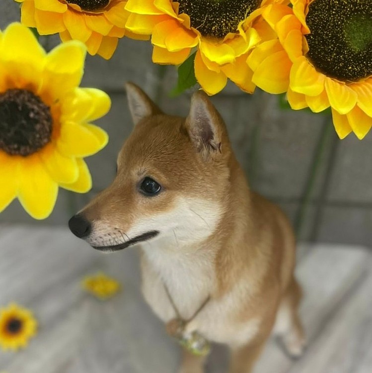 シャンプー🐶🐶🐶お願いしました👌