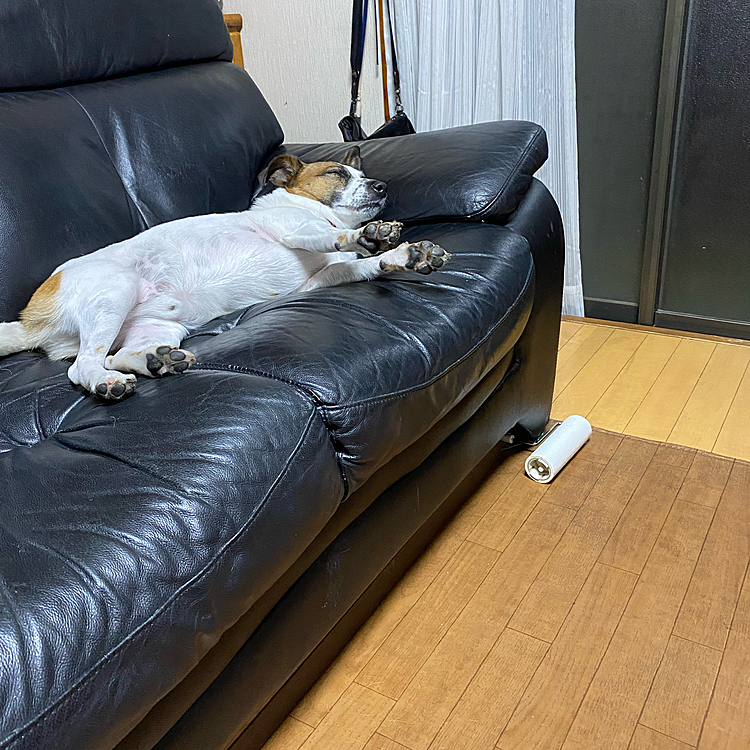 どんな、夢、みてるのかな❓