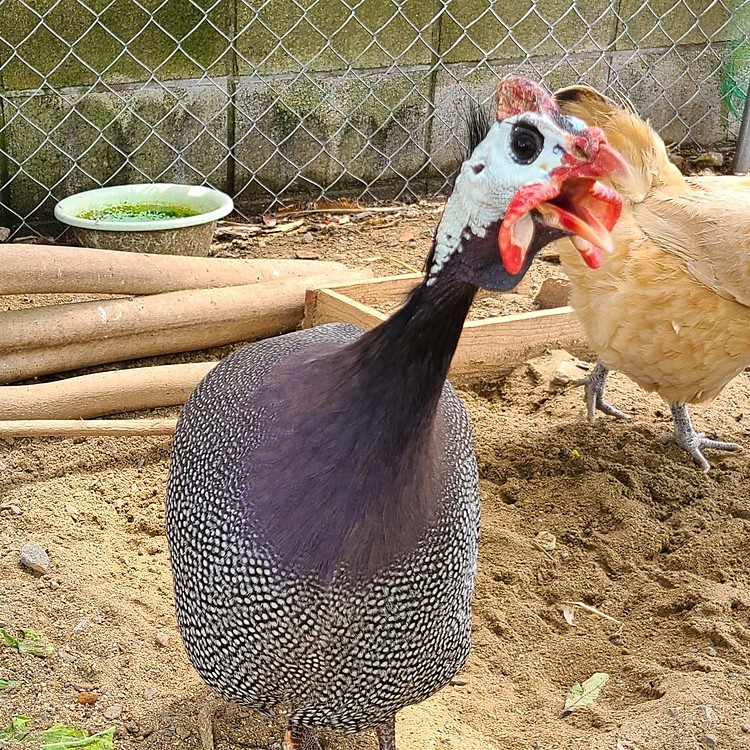 ホロホロ鳥　縄張り意識がかなり強い。