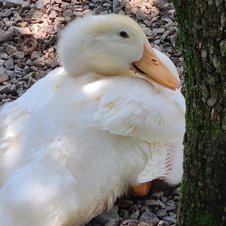 アヒル　
生後いつ頃だったか忘れたが､まだまだ赤ちゃん。
