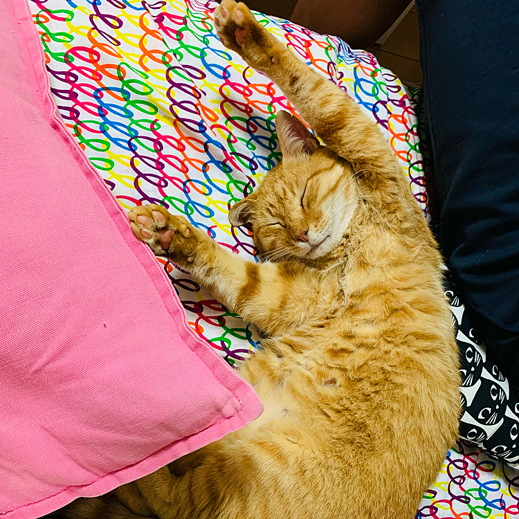 連日の雨で、外ネコちゃん、たまには室内でまったりと(=^ェ^=)