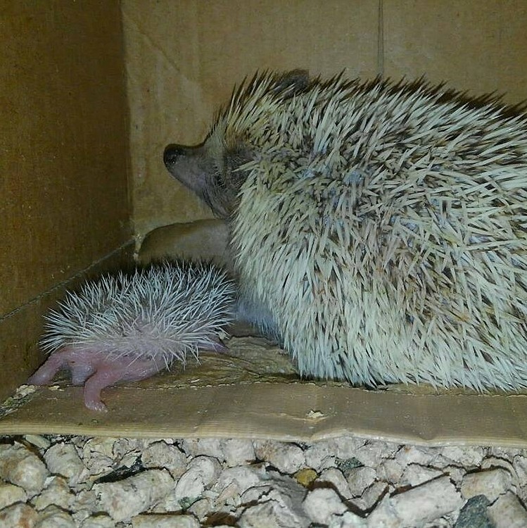 ハリネズミ　親子