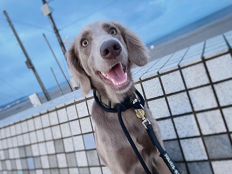 夜んぽ！！！
ここ数日過ごしやすい気温で助かりますね…雨は嫌だけど…