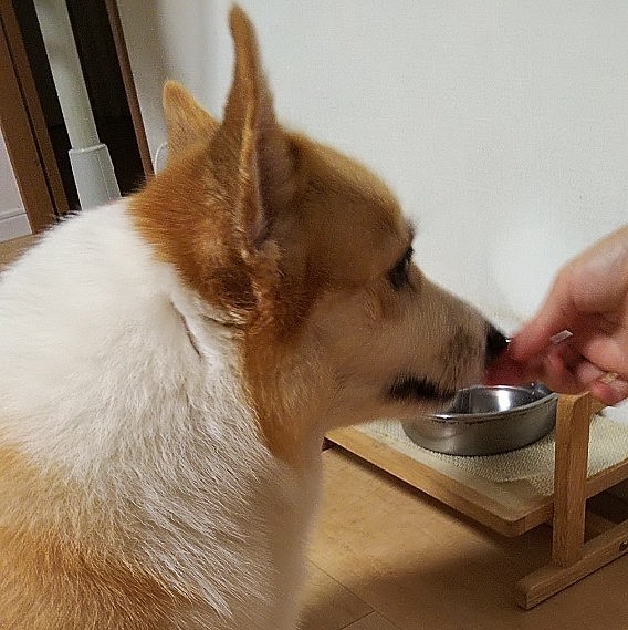 切ってる最中から催促されてました。
食べ終えたあとも名残惜しそうに、私たちが食べてる姿をヨダレ出して見てました😋