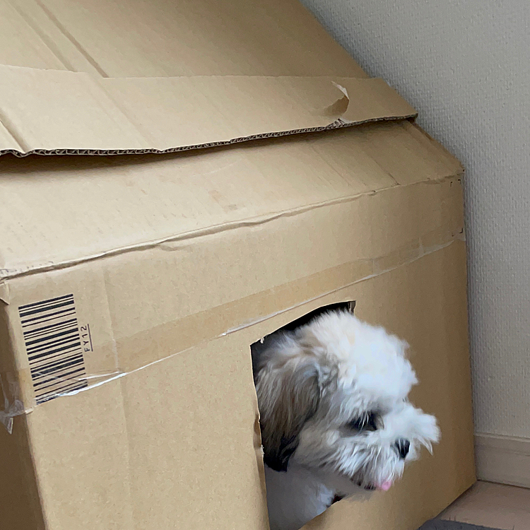 手作りの犬小屋で窓から顔を出す空