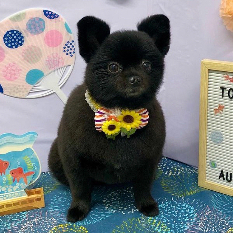 前回のトリミングの時の写真(2、3週間前)
そして今日トリミングです✂️