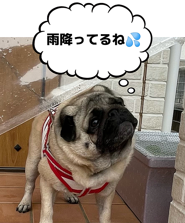 雨続きでお散歩行けませんでしたが、ホームセンターで手に入れた『おさんぽ傘☂️』で朝んぽ行ってきます🐶