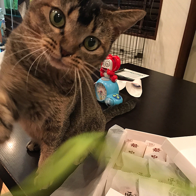 和菓子の紐に夢中ですが
可愛く撮れたから、upしてみた😊
※背後の　某通信口座　ベ○ッセのキャラクター時計が邪魔でした💦