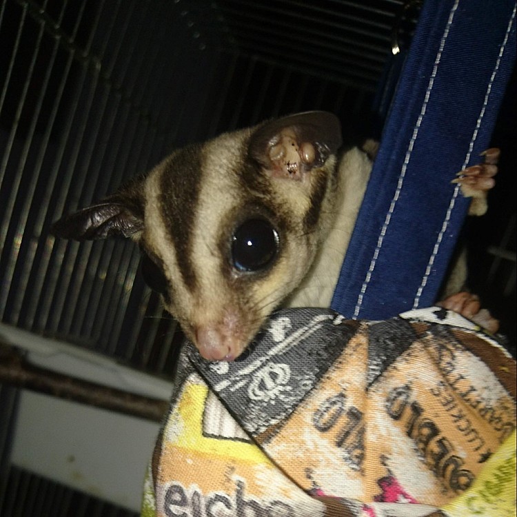 フクロモモンガさん。