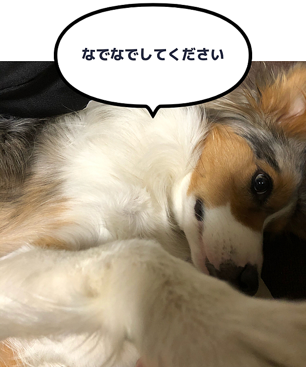 末っ子エトちゃん🐶
兄のウタ、トコは生粋の甘えん坊🤣
普段遠慮してるのかあまり甘えてきませんが
珍しく甘えん坊ちゃんでした🥰
