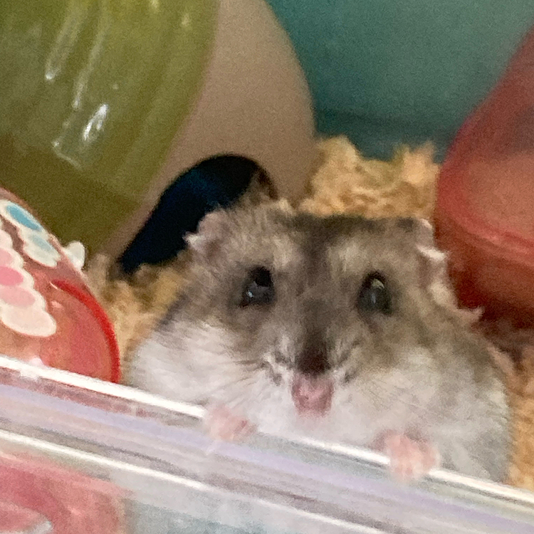 えさちょーだい！
