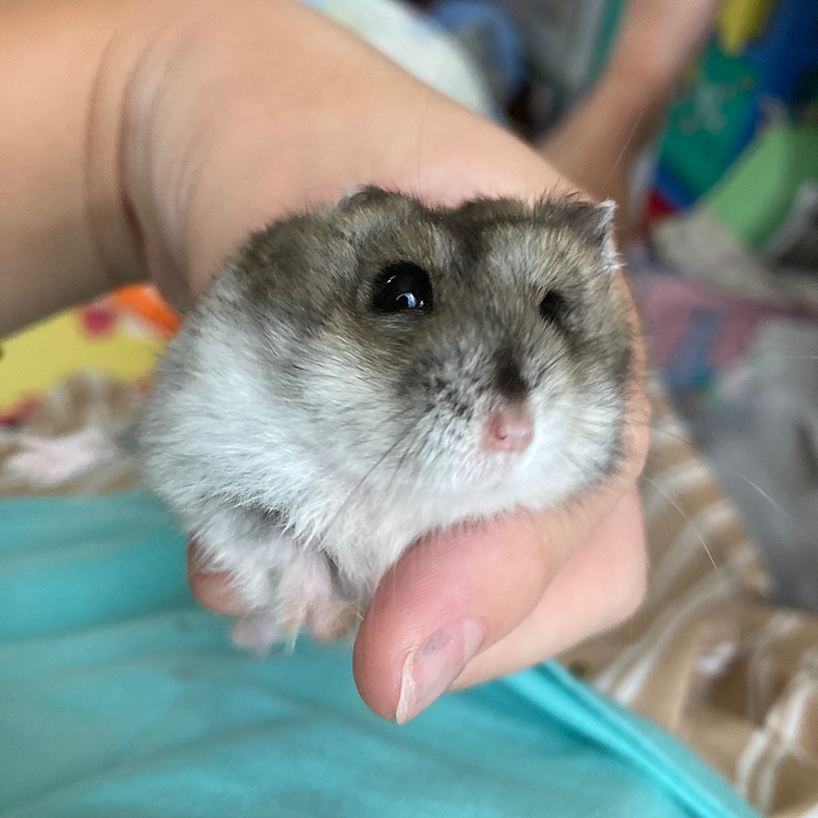 まてゅーの飼い主の投稿
