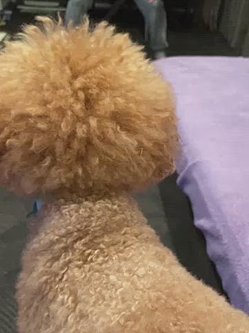 月曜は降ったり止んだりでタイミングが合わずお散歩行けませんでしたが、パパさんと楽しそうに遊んでストレス発散です💨
