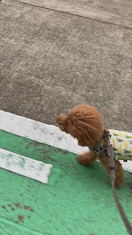 火曜は何とか止み間に夕散歩🐾
笑顔で見上げて目が合うとママはキュンキュンしちゃいます😍