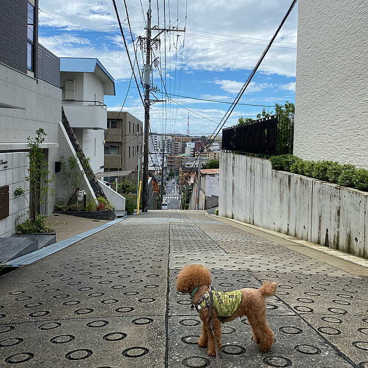 急いでお散歩に出かけました🐾
久々にしっかりお散歩出来ました☺️
昼前から降り出したのでほんと良かった♪