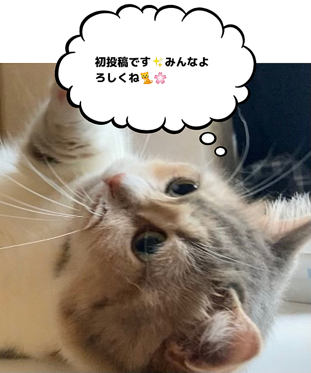 ミヌエットのうにちゃんです🐱みなさん仲良くしてください( ˶ ̇ᵕ​ ̇˶)