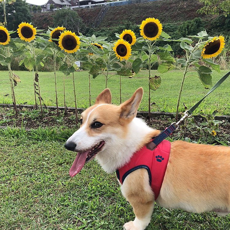今年はひまわり畑🌻に行けなかったな🌻
でも公園にひっそりと咲いた🌻とお写真撮ったよー😃
はい、そこにおいでーって言われただけなんだけど🤣
