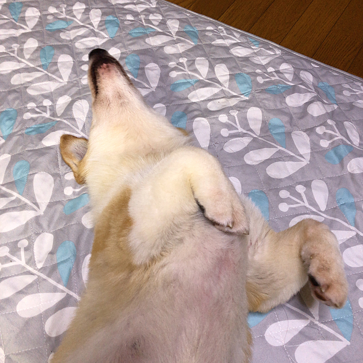 沢山走ってだらけモード🤣
