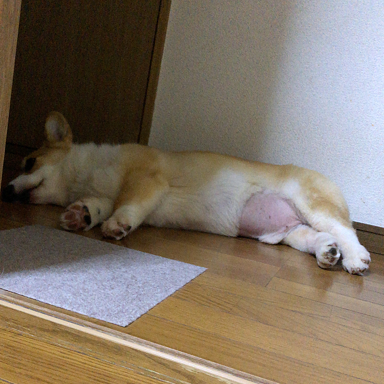 ジャマされるからトイレの前に避難して寝てます😃
久しぶりに走って疲れたんだね😃
しばらくはこのままにしときましょう😃