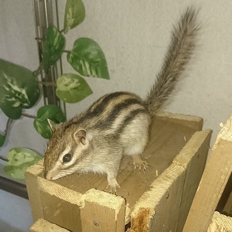 シマリスさん。