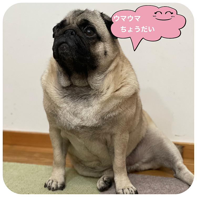 晩ごはんのおねだり🐶
『壇み○座り』でおねだりです🤣