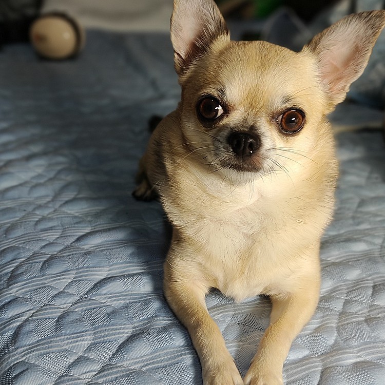 お盆休みは、家の都合でpocoを病院のホテルに預けました🐶ホテルは、満室で賑やかなお泊まりになりました😆ホテルのペットシッターさんの話では、他のワンちゃんが元気に吠えるのが怖いらしくブルブルと震えてたそうです🤣