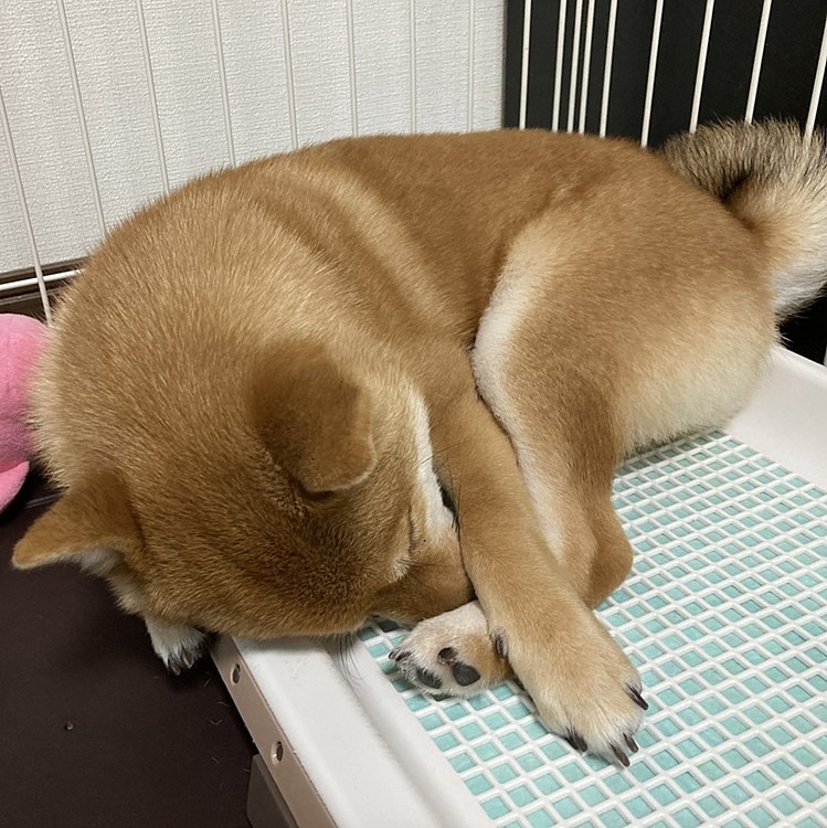 💣💤爆睡中😪💣💤