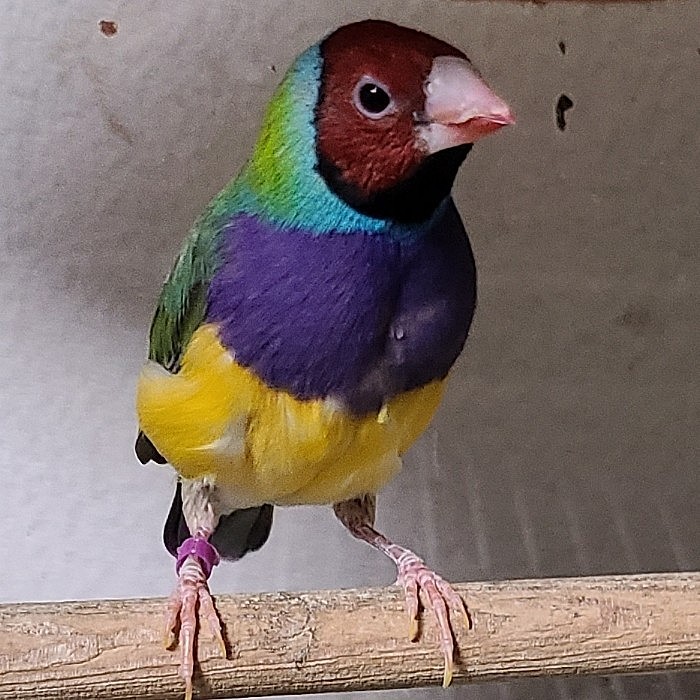 コキンチョウさん。