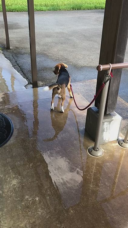今日は久しぶりの暑さ☀️🥵
玄関前に水をまいて🚿少しクールダウン😄

