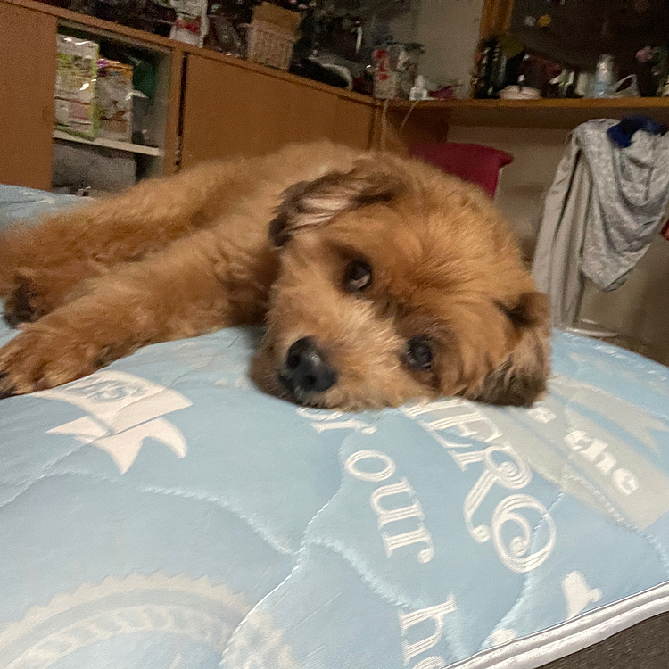 長雨で外で遊べなくてダラダラのほくとさん