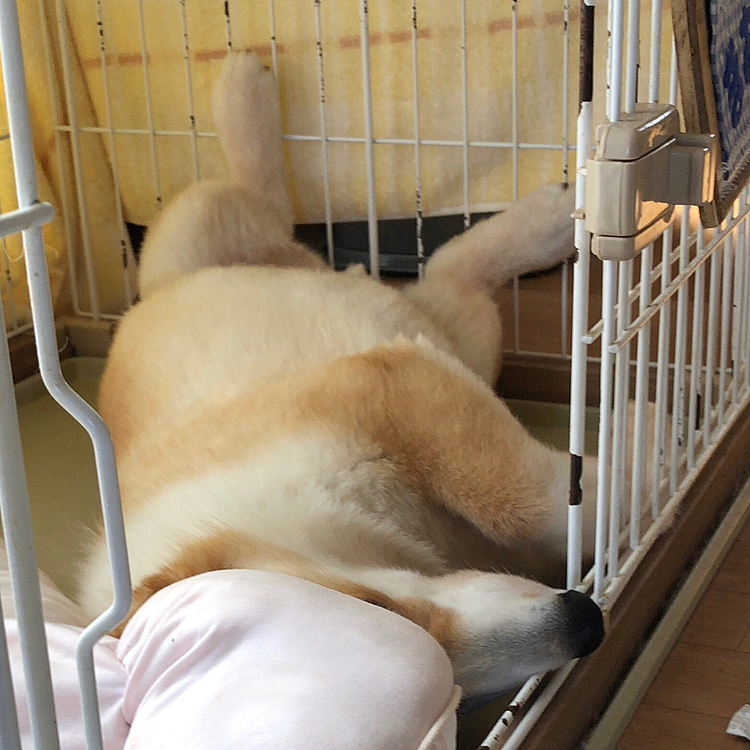 昨日の昼😃
私がウトウト昼寝してたら、ふと見たら🌀
またまた自らハウスでヘソ天寝🤣🤣🤣
無防備すぎるよ〜🤣🤣🤣