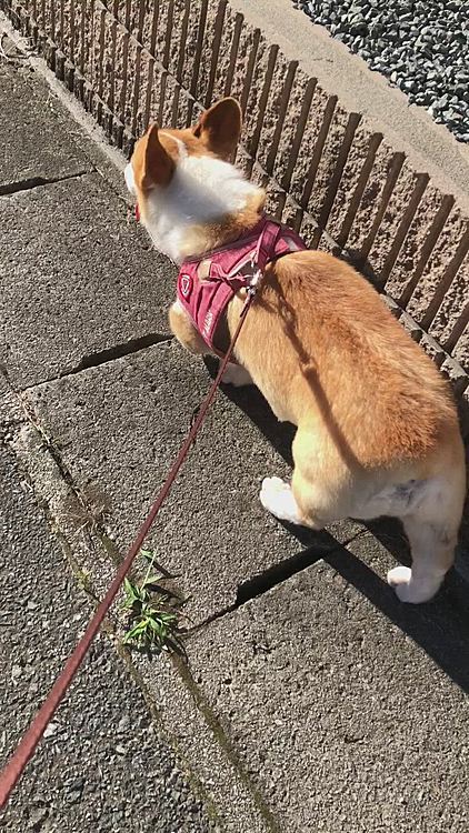 今日は暑くなるみたいだから早くに散歩済ませました😃
結構お友達居たね😃
この時間は散歩ラッシュなのか😃