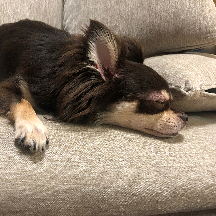 今日は長く散歩できたからかな。
ゴロゴロしてる。
いつも夜中まで起きてるけど、早く寝てくれるかなーー🤣