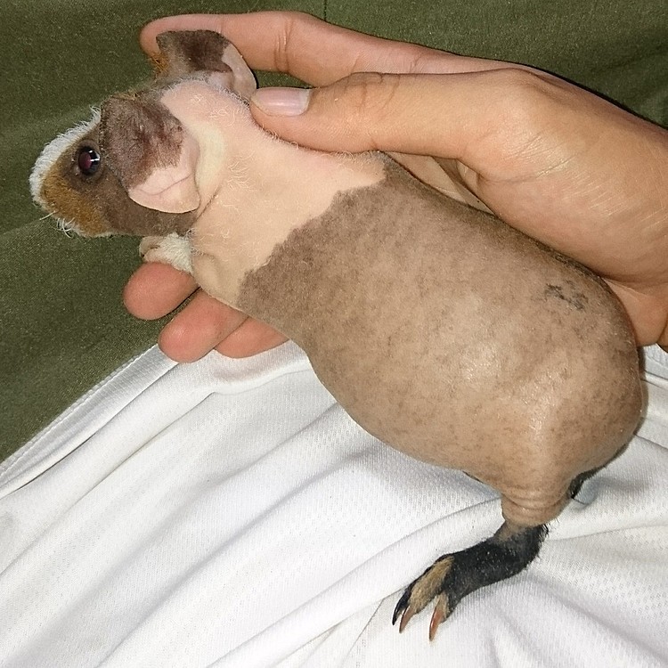 スキニーギニアピッグさん。
いわゆる毛の無いモルモット｡