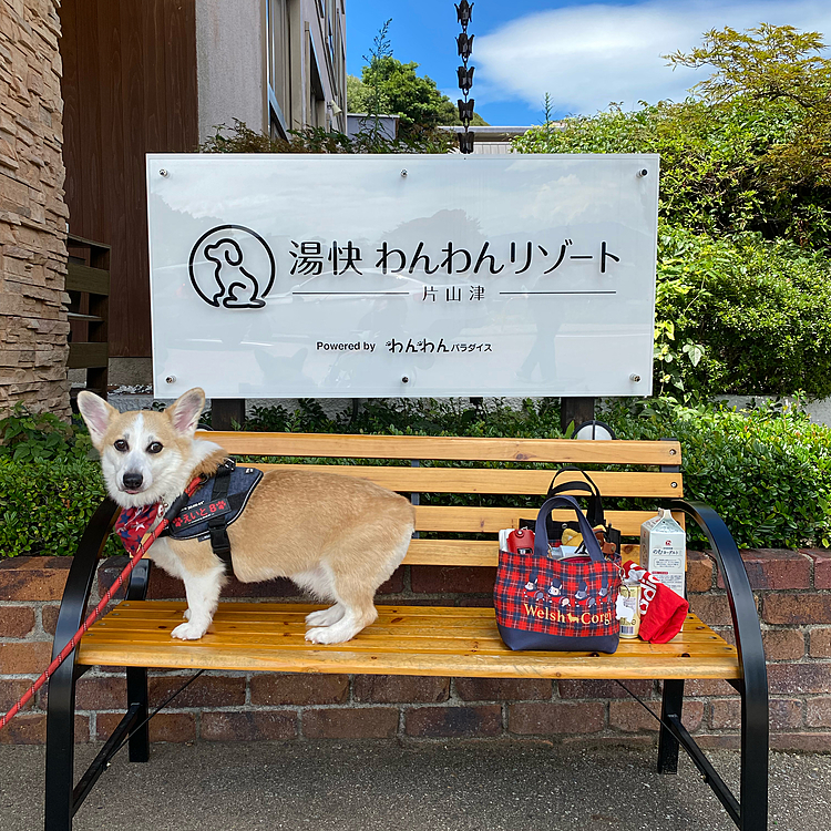 19日20日で近場にママの誕生日旅行に行って来たよ〜‼️
出来たばかりのわんわんリゾートです❣️