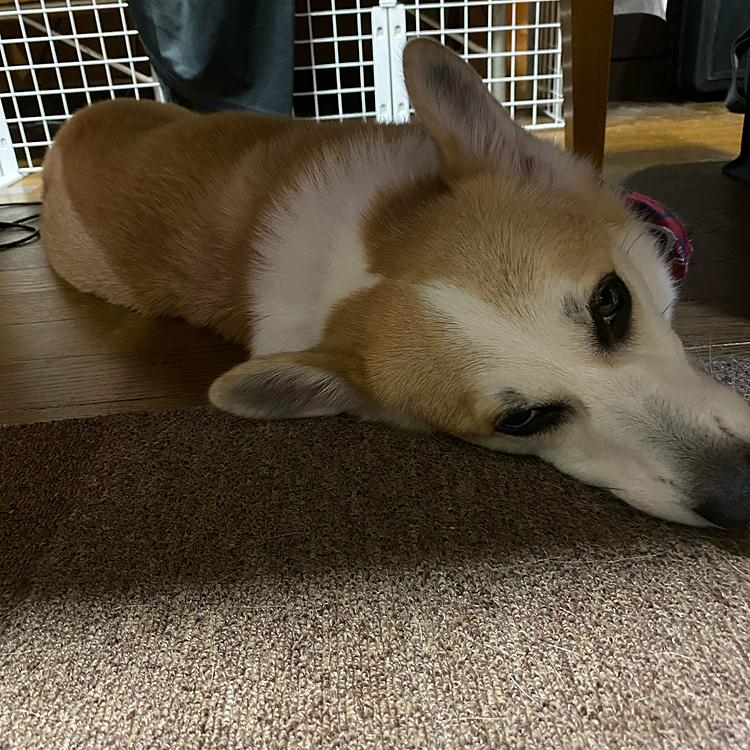無事家に着いて疲れたよ〜
