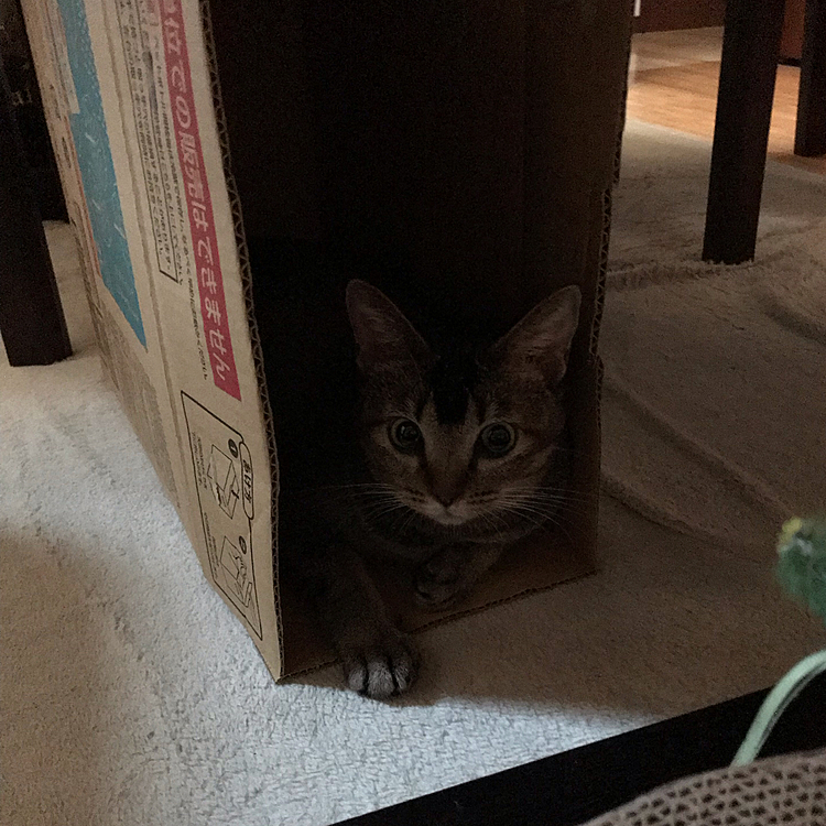 ダンボールで遊んでるな〜
と思っていたら
