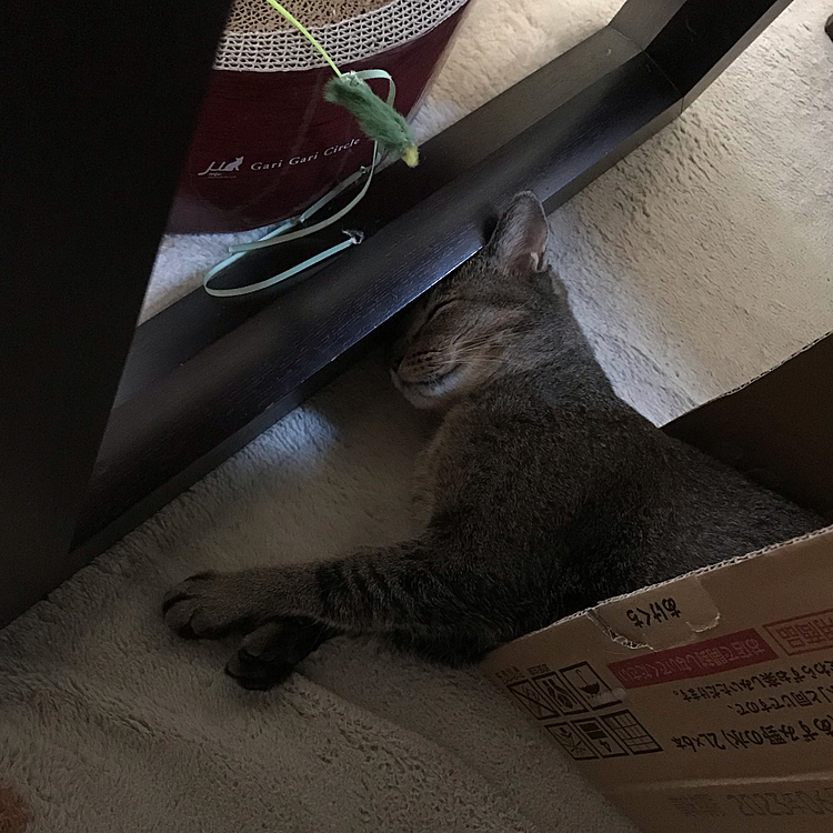 パタっと音がして、、、